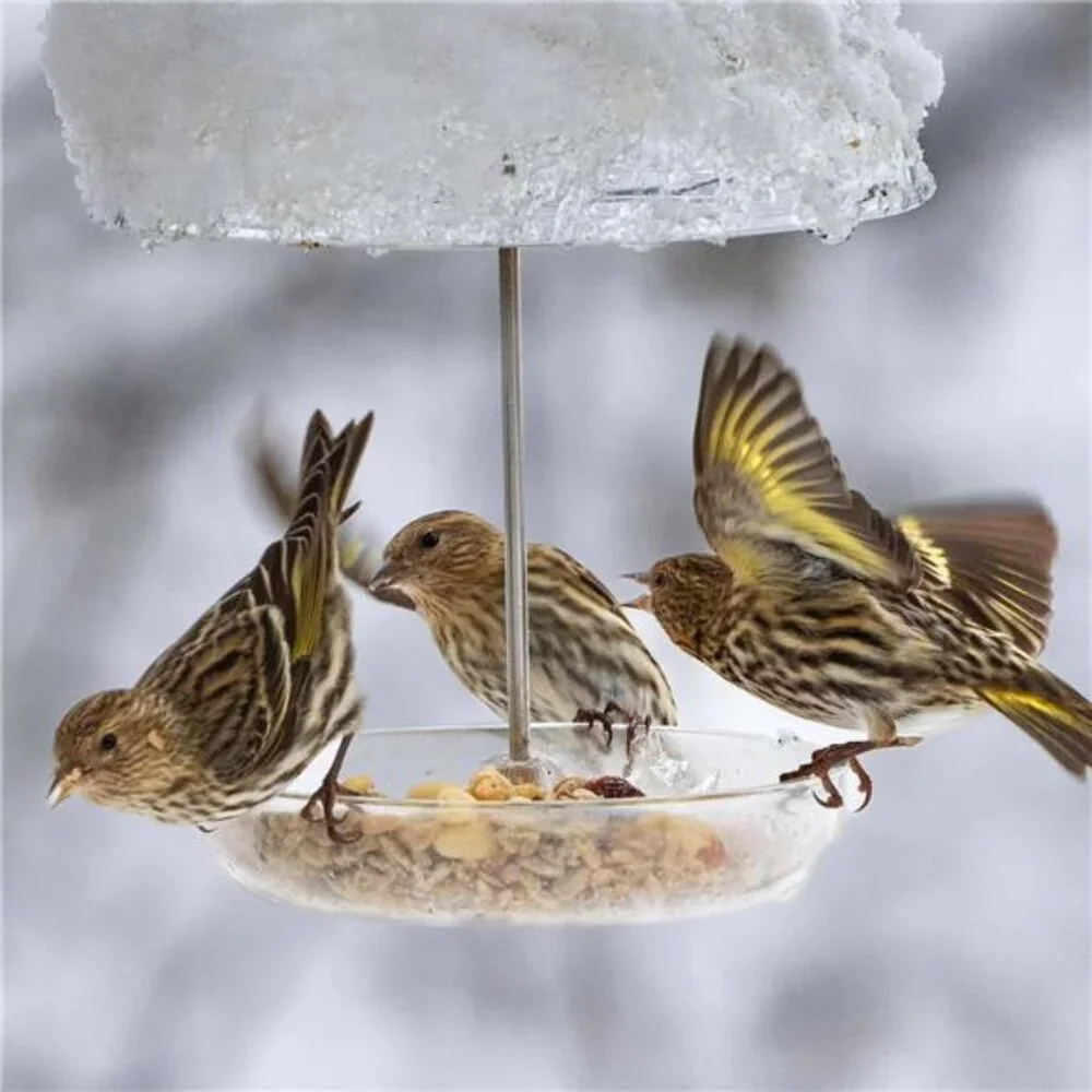 Dome Bird Feeder for Bluebird and Chickadees,Perfect for Mealworm Bird Feeder